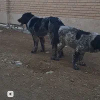 سگ‌‌قدرجونی