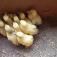 فروش جوجه اردک اسراییلی