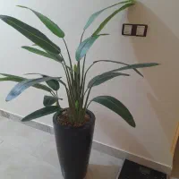 درختچه مصنوعی پرنده بهشتی
