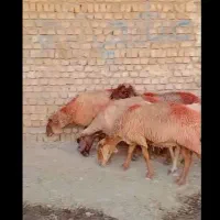 میش بره بز قوچ