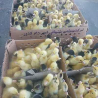 توزیع جوجه ورامین