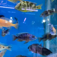 انواع ماهی ، آکواریوم، پرنده، ملزومات پت شاپ|ماهی|شیراز, شهرک استقلال|دیوار