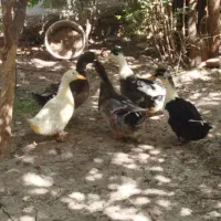 اردک ۴ونیم ماهه