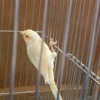 قناری ماده اماده