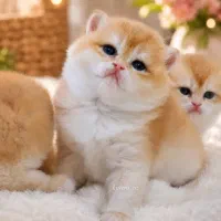 همدم خونگی تو ،گرب ه های بریتانیایی و اسکاتلندی