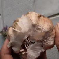 سیر خومالی بسیار تمیز