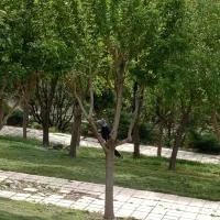 علف زنی و هرس درختان با دستگاه
