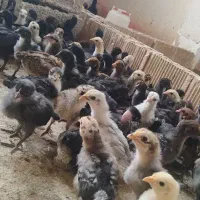 فروش جوجه ۲۰روزه