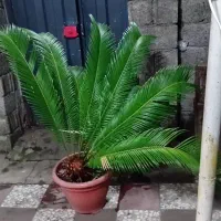 فروش گل سیکاس
