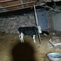 گاو شیری وگوساله