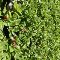 گل یخ گلدون کاسه ای