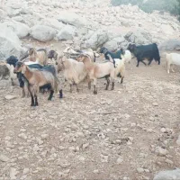 بزخالع