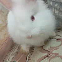 خرگوش لوپ چشم شرابی