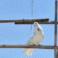 کفتر