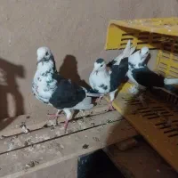 کبوتر ۳تاش ۴۵۰