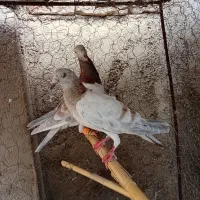 پرنده|پرنده|تاکستان, |دیوار
