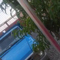 نیسان دیزل مدل نود ودو