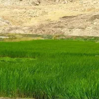 تیولکی عنبر بو