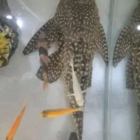 ماهی لجن خوار