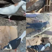 تعدادی کفتر هوایی