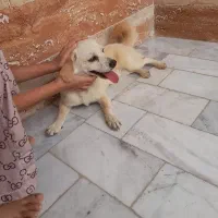 سگ پاکوتا