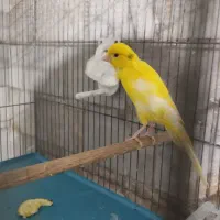 یک جفت قناری نر و ماده سوپر .