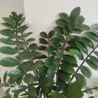 گل زاموفیلیا