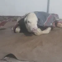 گاو شیری با ۳۵کیلو شیر   وگوساله ماه جنس اصل