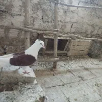 کبوتر