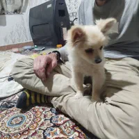 سگ گمشده