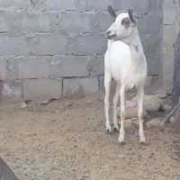 بز سومال