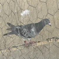 کبوتر پلاکی