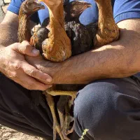 جوجه لاری ششدانگ اصل با جوجه کوشین