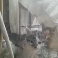 واگزاری‌بچه‌گربه