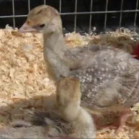فروش جوجه بوقلمون