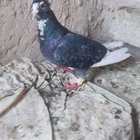 پلاکی کاکل