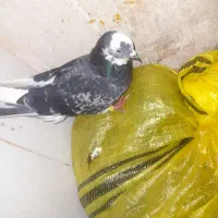 کبوتر|پرنده|مسجد سلیمان, |دیوار