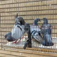 کبوتر