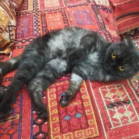 واگذاری گربه اسکاتیش