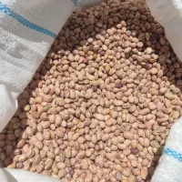 لوبیا چیتی
