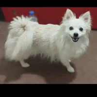 پامر روباهی ماده ۱ ساله