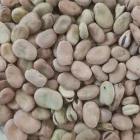باقلا باقلو باقالی
