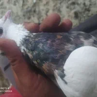 دو عدد کبوتر نر طوقی هفت رنگ هفت رنگ