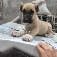 توله سگ