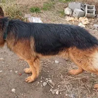 سگ ژرمن مژدگانی خوب دریافت کنید