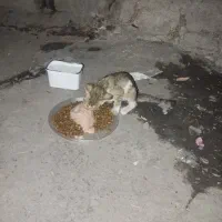 بچه گربه