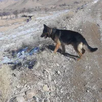سگ ژرمن (نر)
