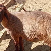 فروش بره نر و ماده