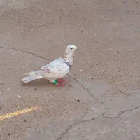 کبوتر دو رگ