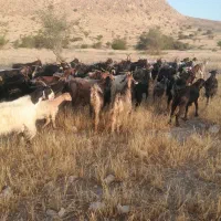 .بز|حیوانات مزرعه|فراشبند, |دیوار